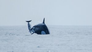 Orca group hunting