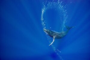 Bubble net feeding