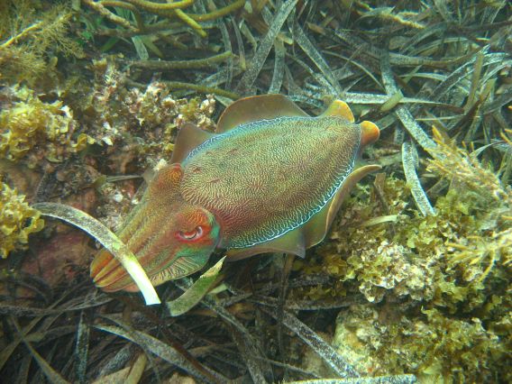 Giant cuttlefish, Whyalla Australia